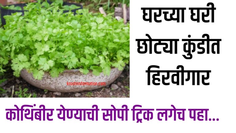 Cultivation of coriander