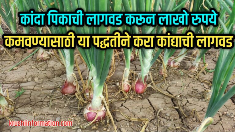 Onion Cultivation Information