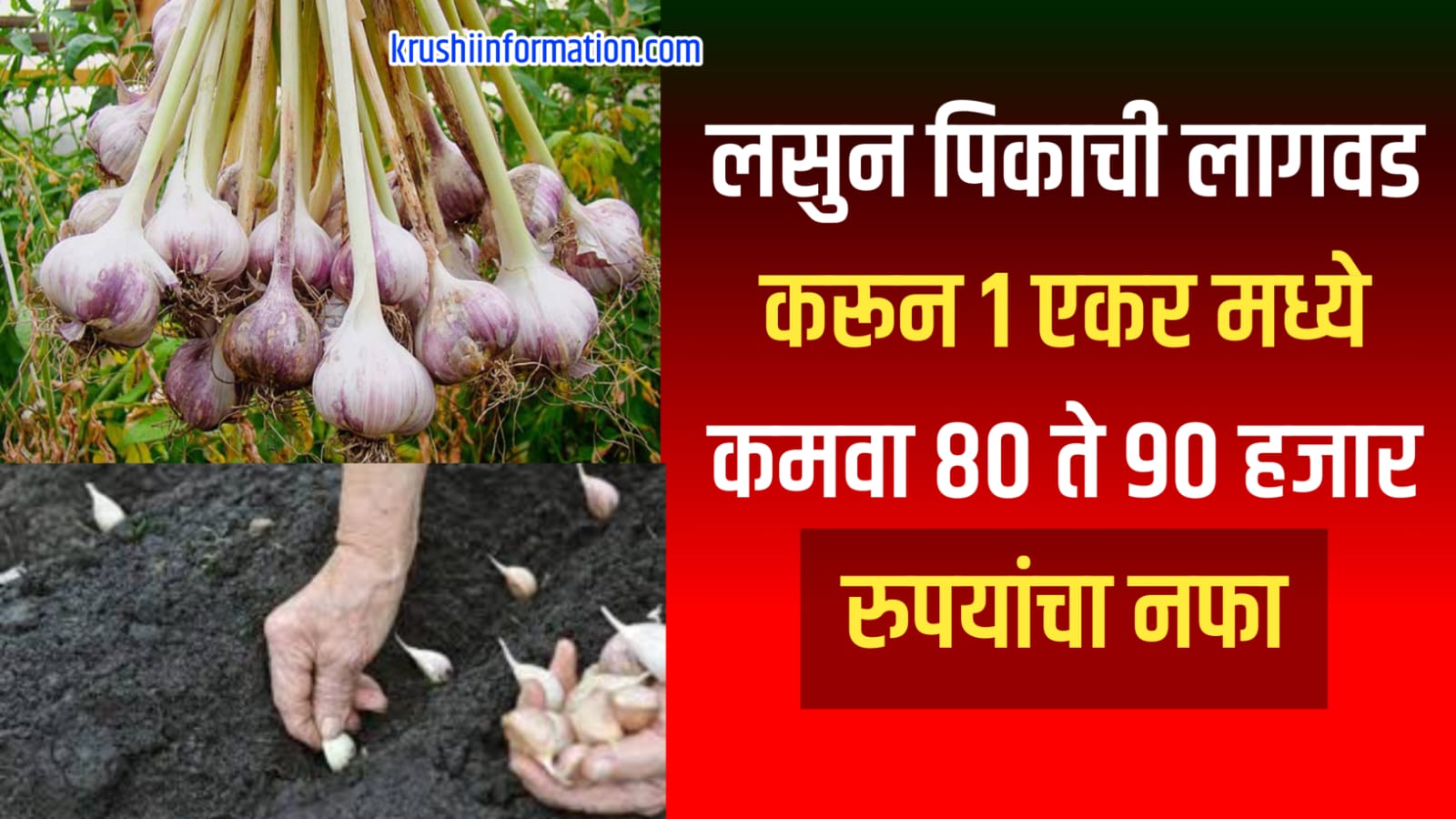 Cultivation of garlic crop